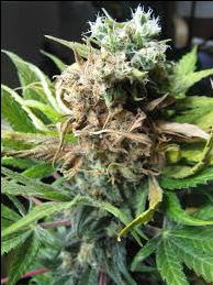 WSS Skunk Automatic Seeds